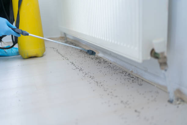Best Termite Control Services  in Ahwahnee, CA